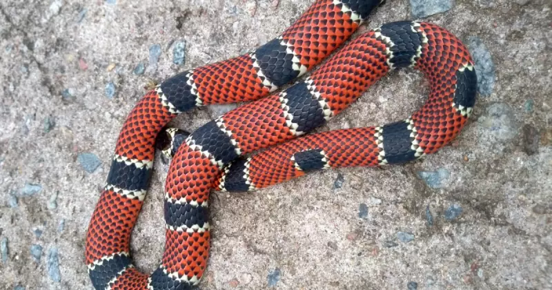 Cobra é encontrada dentro do quarto de residência em Maragogi