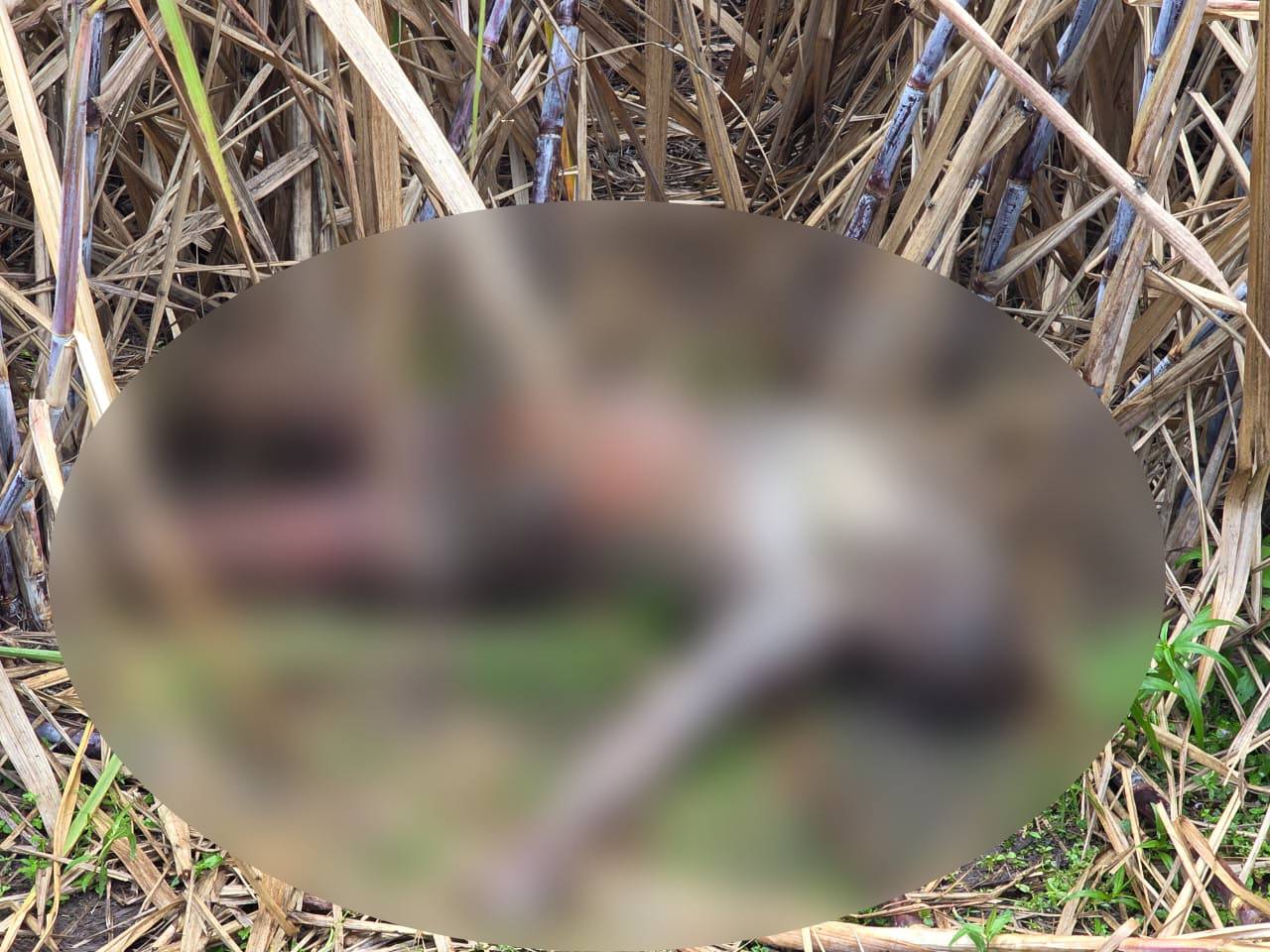Homem é encontrado morto com sinais de mutilação em canavial de Coruripe