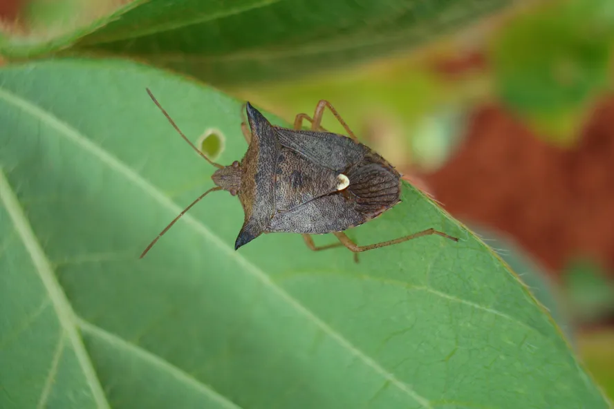 As pragas que 'somem' no inverno e voltam com força em dezembro