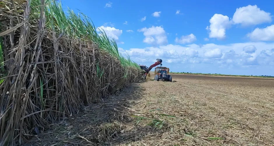 Crise da cana em AL: prejuízo dos fornecedores passa de R$ 330 milhões