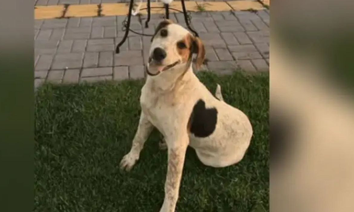 Cachorro comunitário Abacate é morto a tiros no Paraná