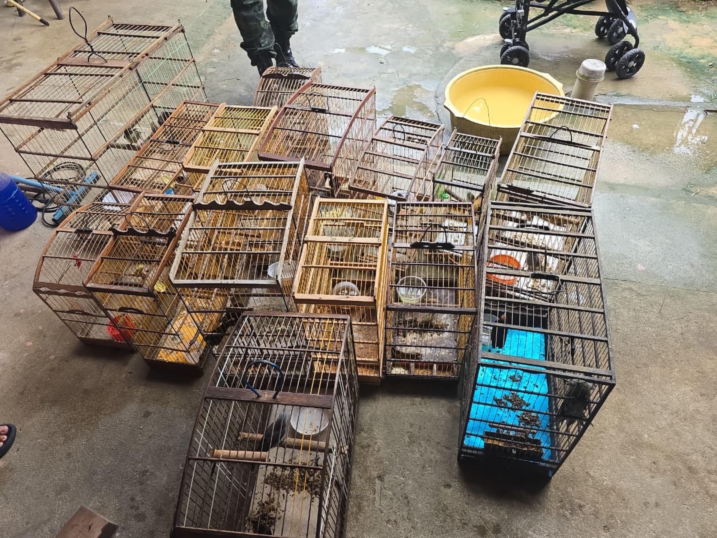 Polícia resgata 89 aves silvestres durante operação no interior de AL