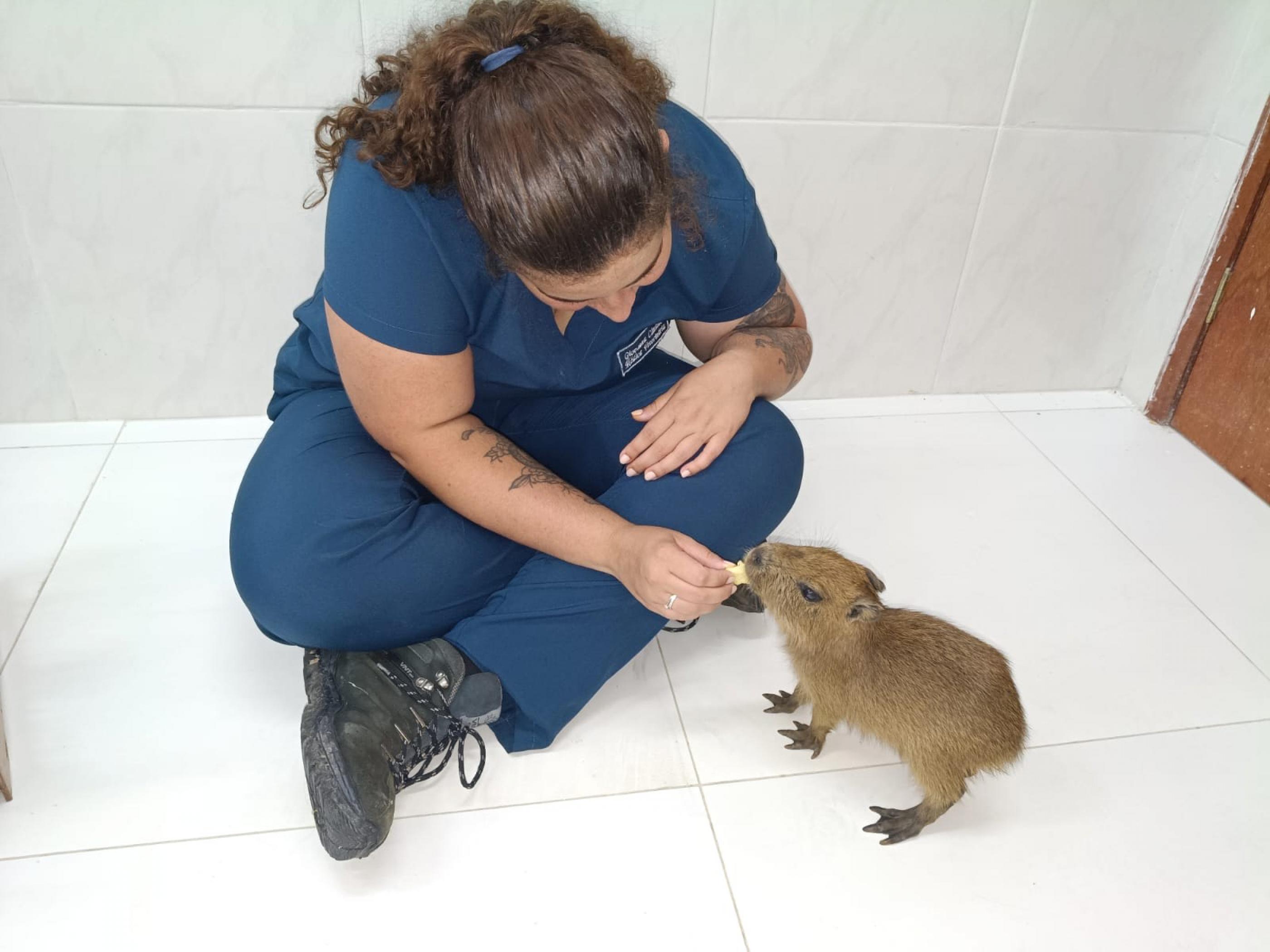 Filhote de capivara resgatado em Alagoas é transferido para zoológico em Fortaleza