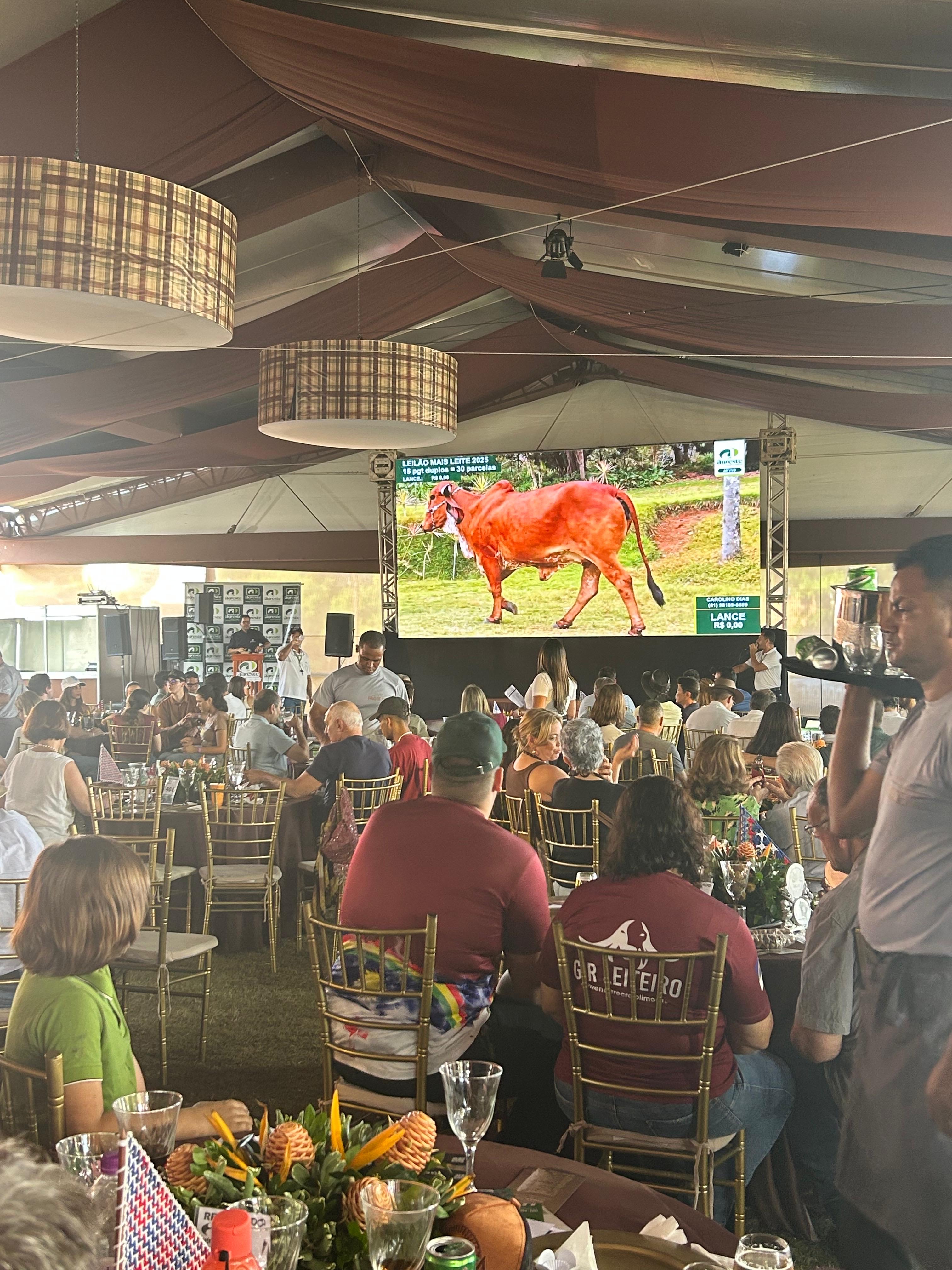 Leilão Mais Leite valoriza genética gir e girolando e faz média animal de quase R$17mil