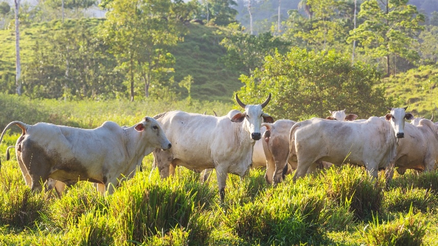 Bioinsumos avançam na pecuária, mas falta de regras dificulta mercado