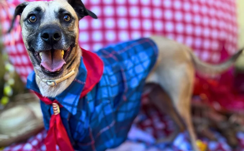 Arraiá da adoção promove novos lares para cães e gatos em Maceió