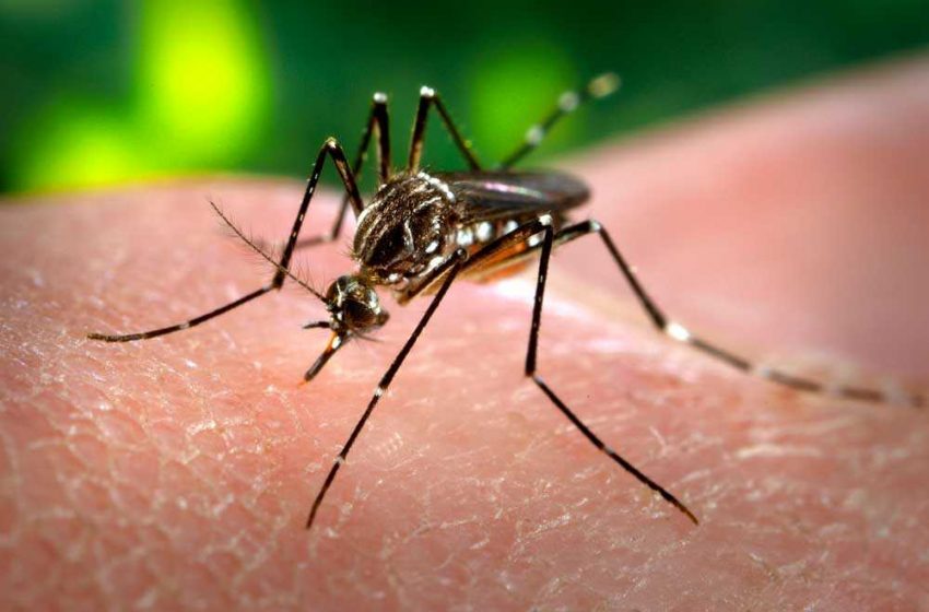 Saúde divulga novos índices de infestação do Aedes aegypti em Maceió