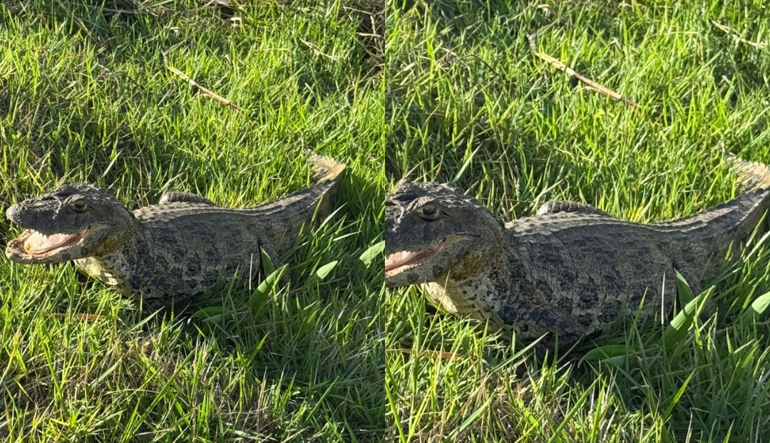 Jacaré é encontrado em terreno próximo a residências em Palmeira dos Índios