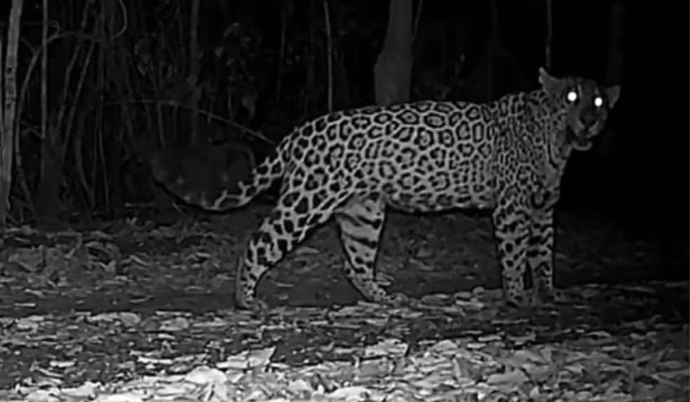 VÍDEO: pela primeira vez, miado de onça-pintada é registrado em vida livre