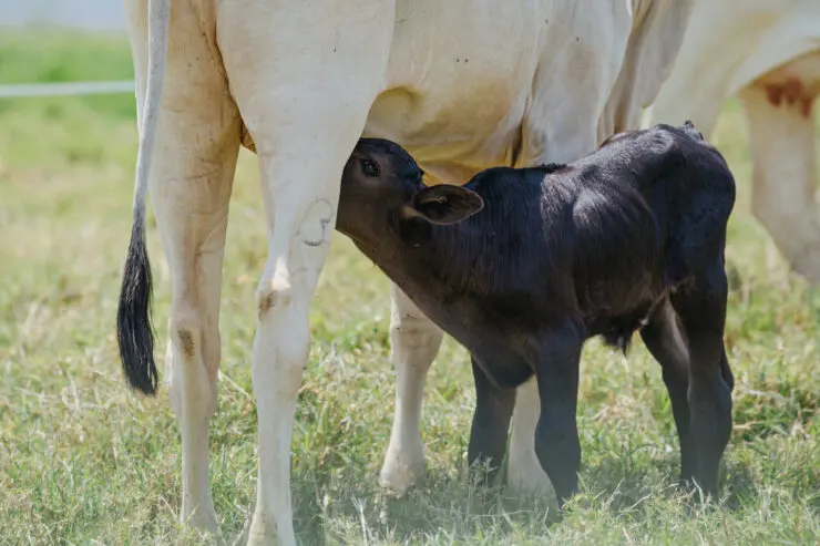 Pesquisa revela que bico artificial melhora bem-estar de bezerros