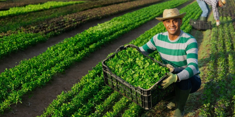 Sucessão no campo e o desafio da nova geração: o futuro das cooperativas agro em jogo