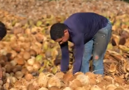 Coopaiba promove Dia de Campo em celebração aos 11 anos de trajetória em AL