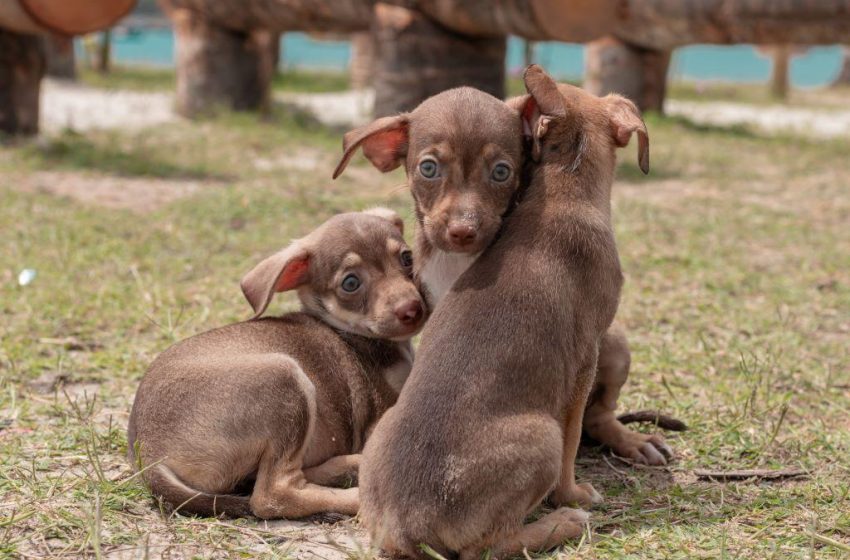 Prefeitura publica decreto que cria Gabinete da Causa Animal em Maceió