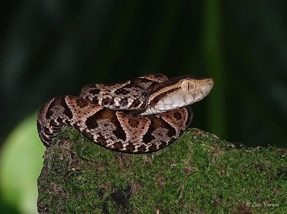 Tratamento utilizado contra Covid-19 mostra resultados promissores para picada de cobra