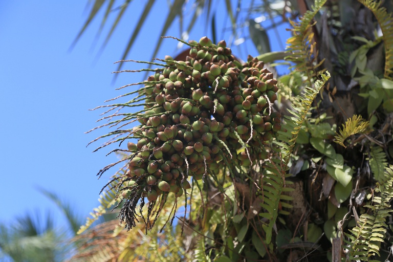Biodiversidade da Caatinga vira produtos e oportunidades econômicas
