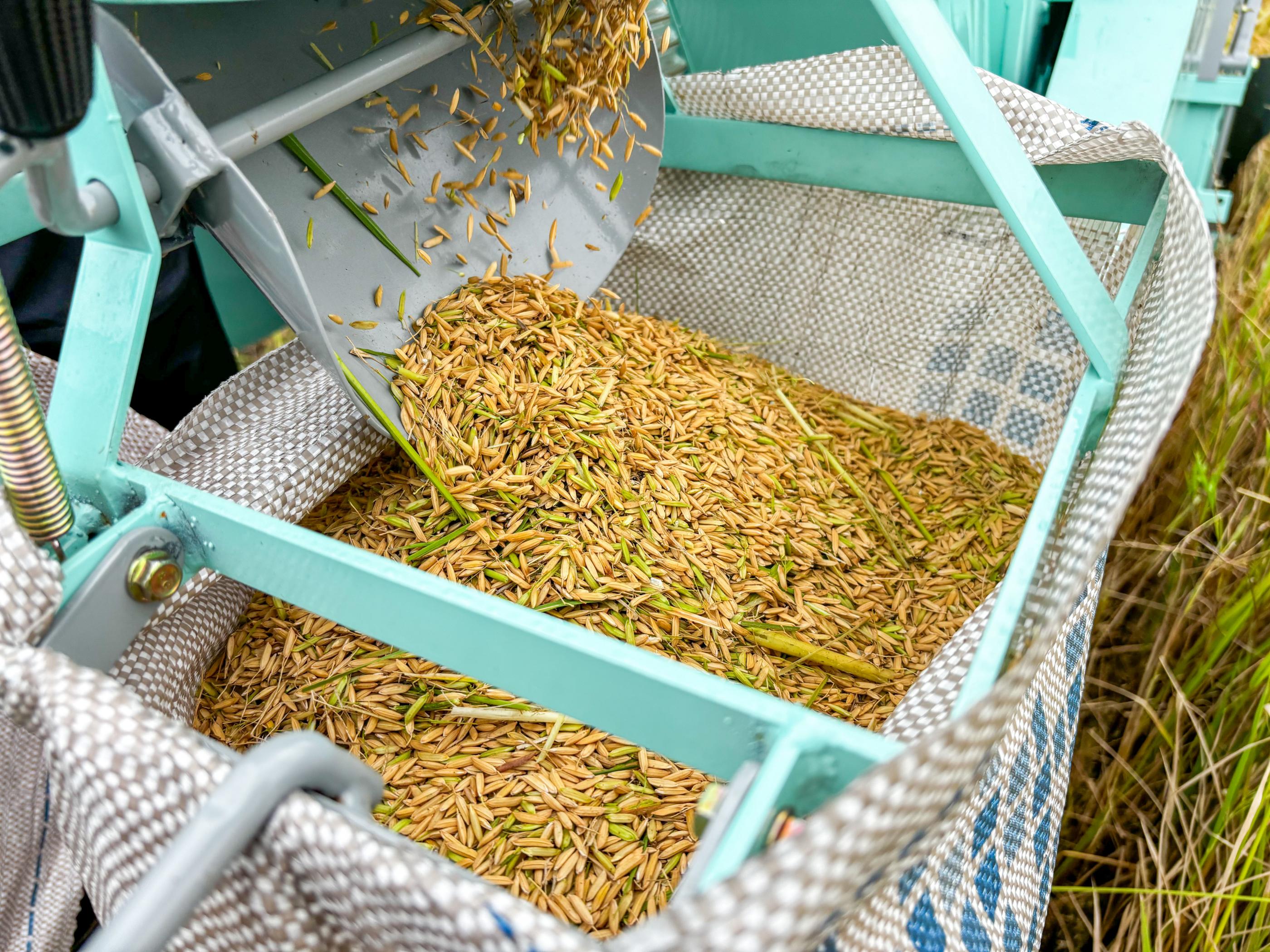 Produção de arroz cresce 41% no Baixo São Francisco em três anos