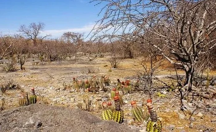 Alagoas aparece em 3º lugar entre estados com maior perda de vegetação da Caatinga