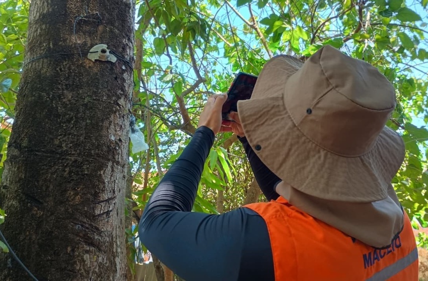 Saiba como identificar árvores com risco no período chuvoso