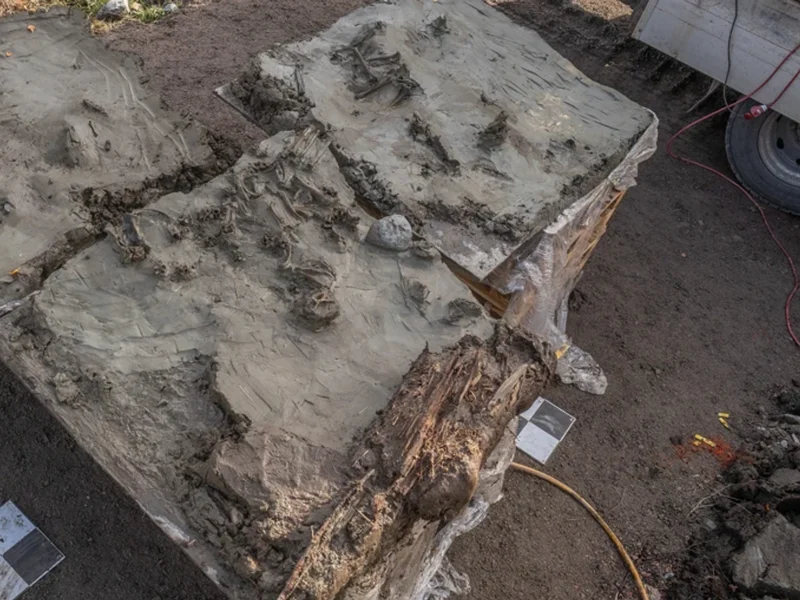 Arqueólogos encontram cão neolítico enterrado com adaga em ritual de 5.000 anos atrás