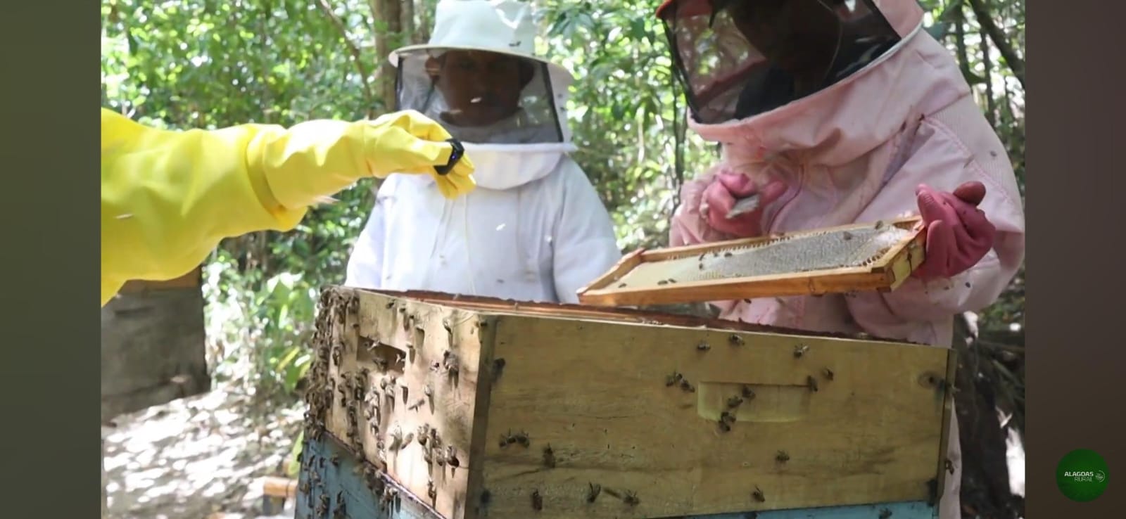 Manejo adequado pode assegurar qualidade do mel e do própolis em AL