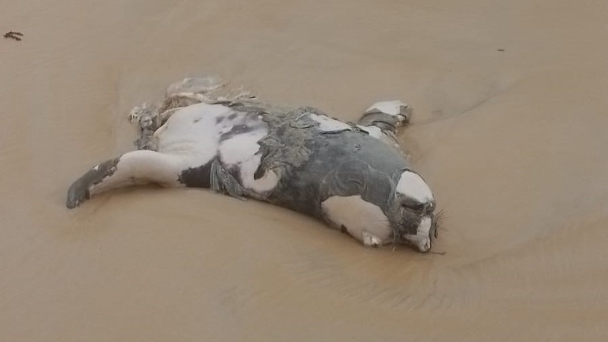 Elefante-marinho encontrado em Jequiá da Praia estaria partido ao meio