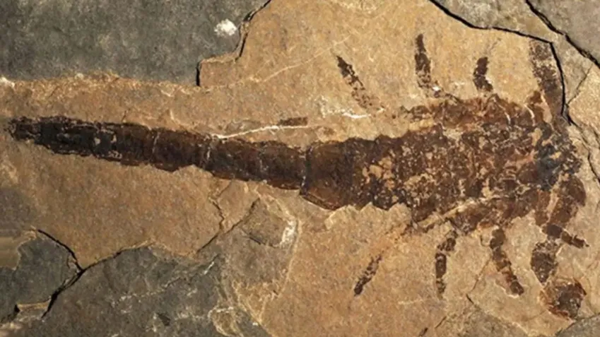 Fóssil revela um dos maiores escorpiões da história da Terra