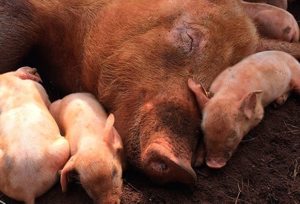 Milho encarece produção e desafia suinocultura em 2026