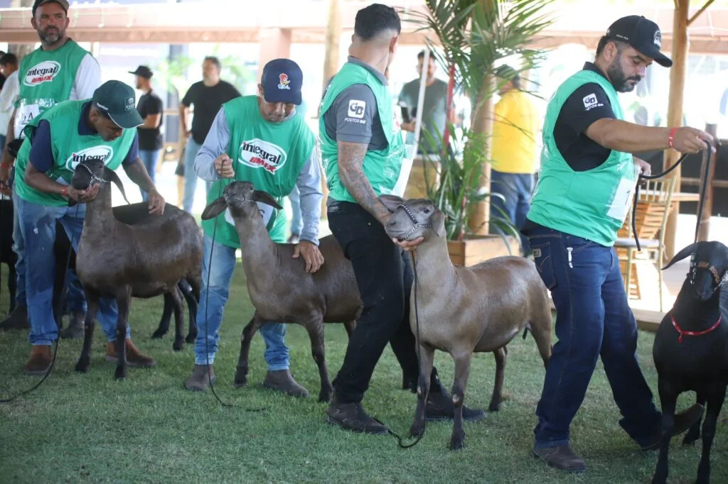 75ª Expoagro-AL terá programação para todas as cadeias produtivas; confira