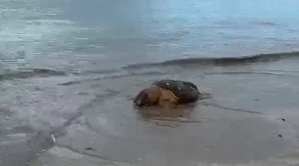 Tartaruga-cabeçuda é encontrada morta na orla de Maceió