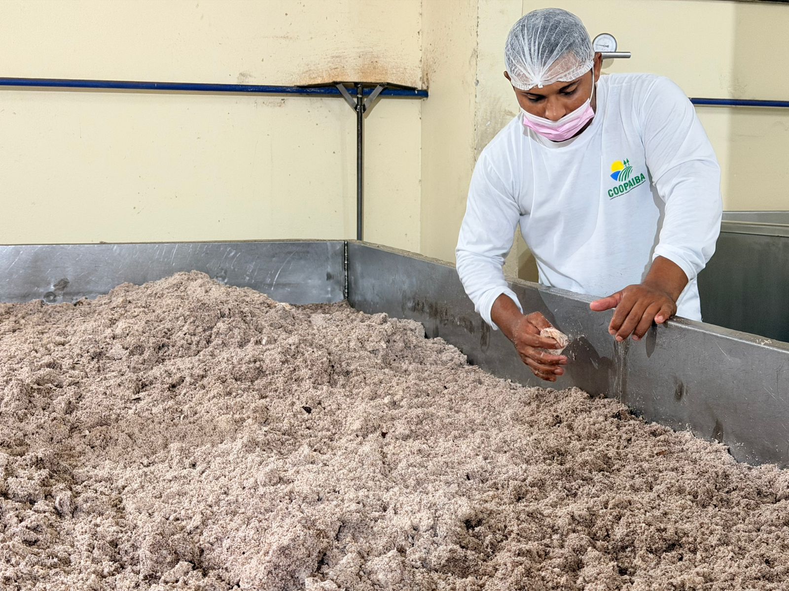 Coopaiba processa 600 mil quilos de coco e supera 1,2 milhão de frutos