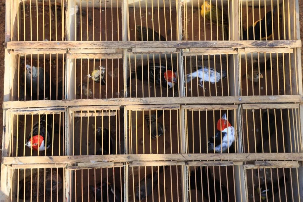 FPI do Rio São Francisco resgata 26 animais silvestres vítimas de maus-tratos em feira livre