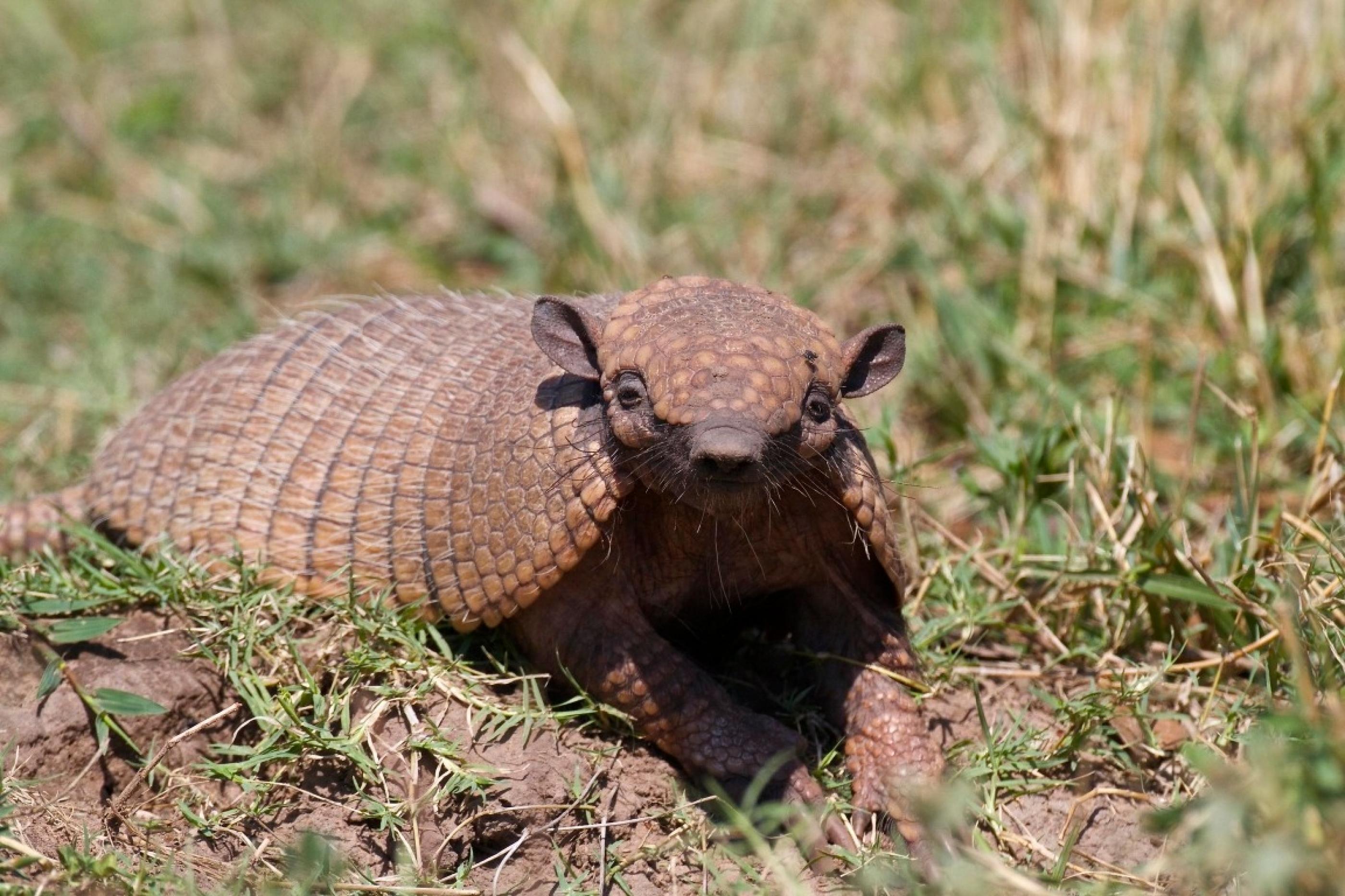 Tatupeba pode transmitir hanseníase, segundo IMA; veja os cuidados