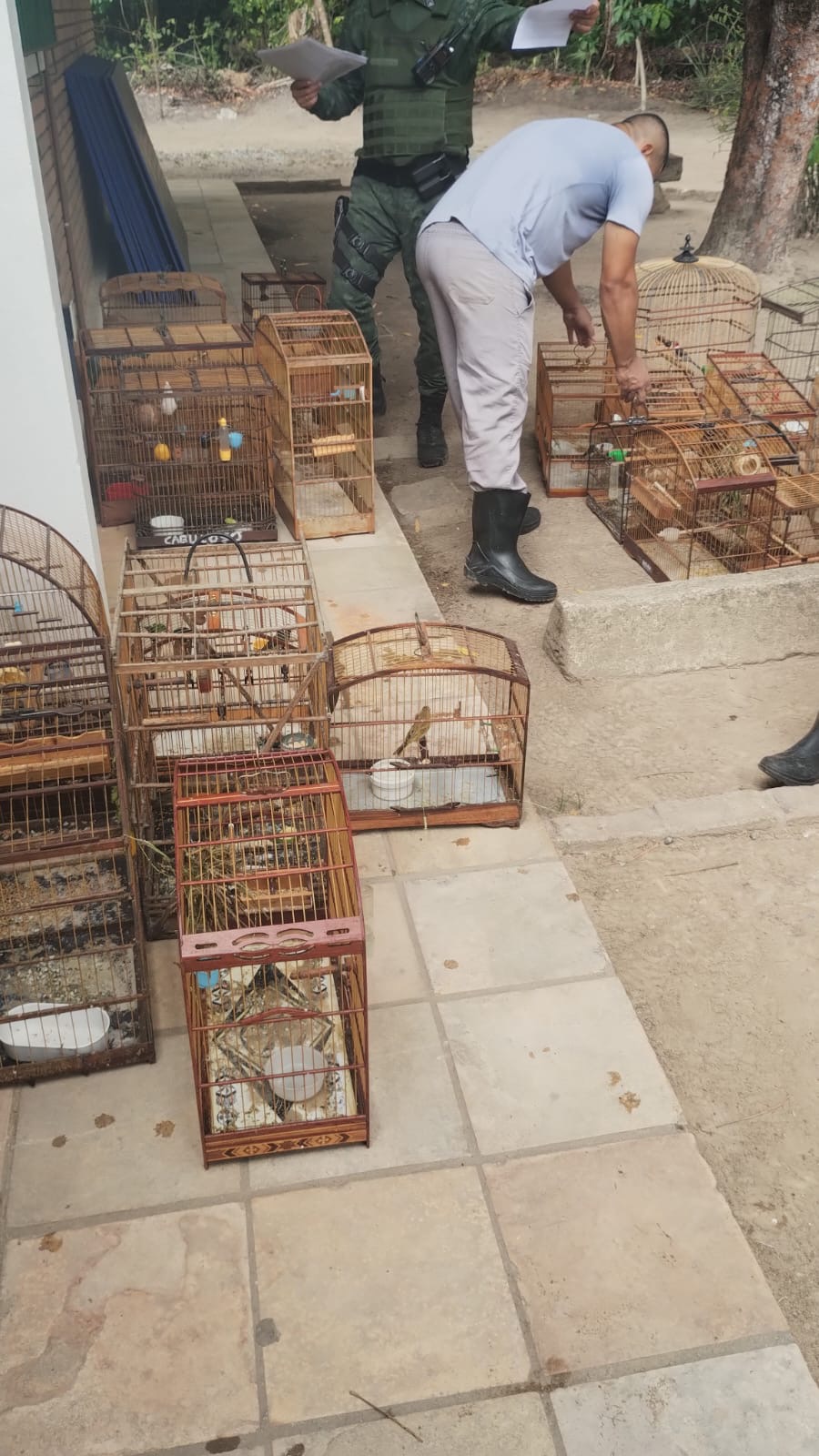 Polícia apreende 27 aves silvestres mantidas em cativeiro em AL