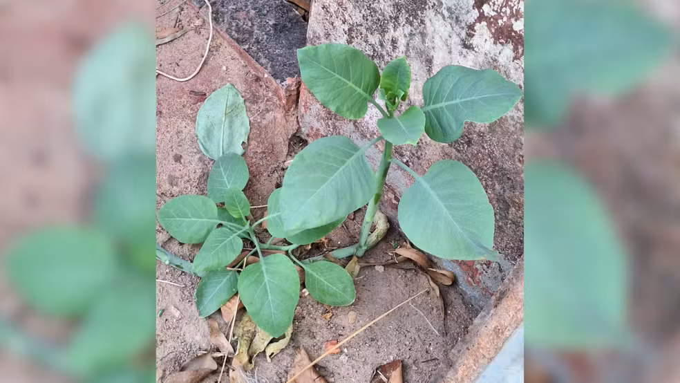 Quatro pessoas são internadas em estado grave após comerem ‘falsa couve’ em MG