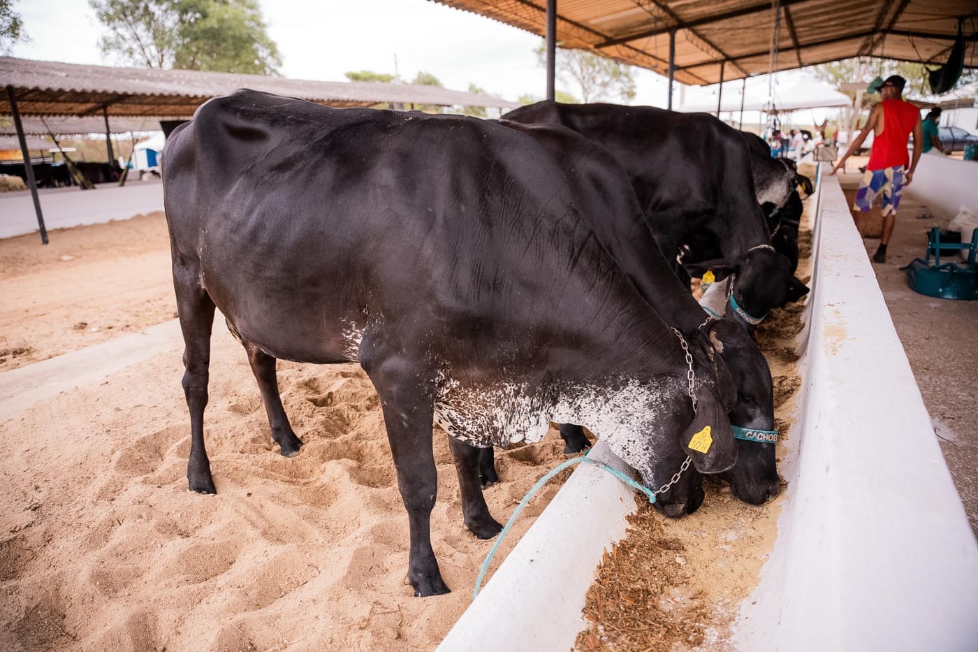 Maior exposição da pecuária de leite de Alagoas acontece de 10 a 14 de setembro em Batalha