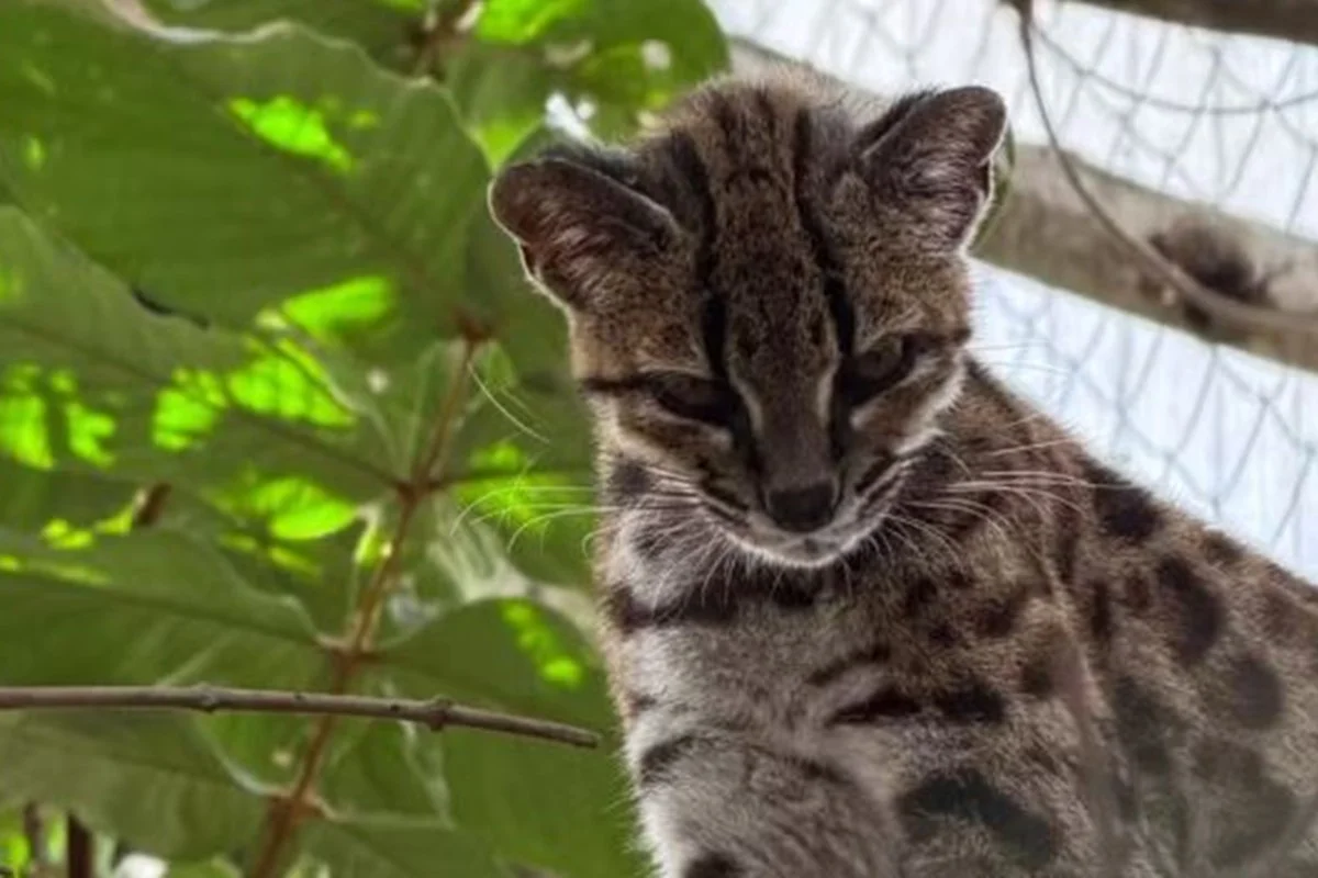 Pesquisador brasileiro descobre nova espécie de felino selvagem na Bolívia