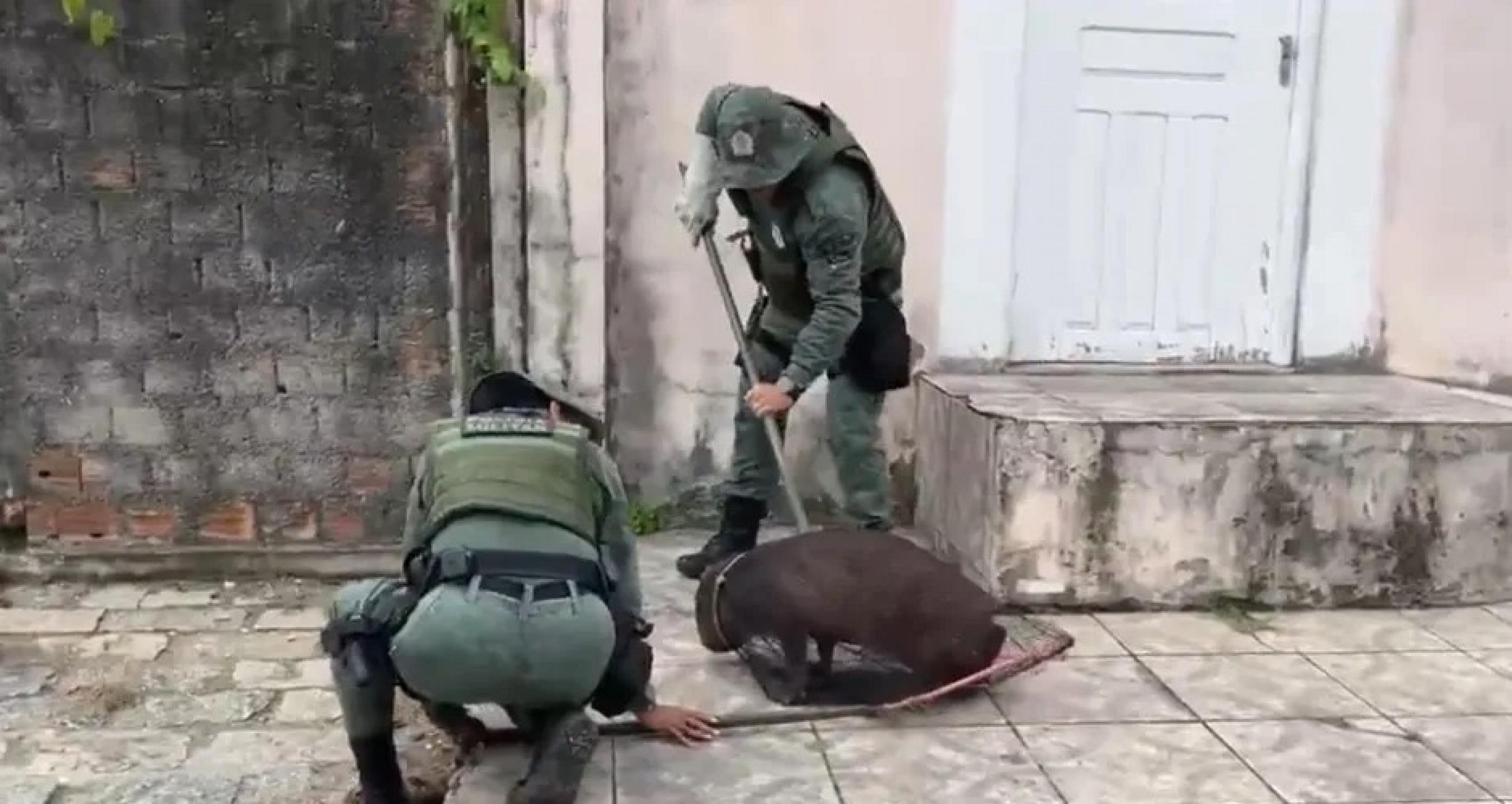 Capivara ferida é resgatada pela Polícia Militar em Maceió