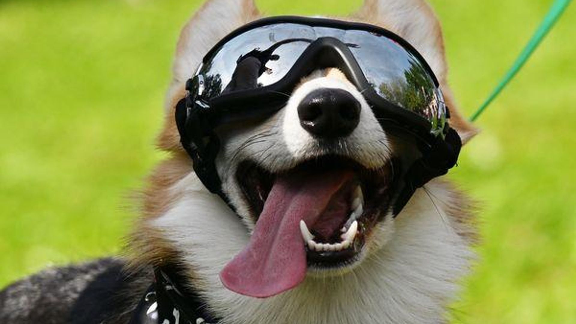 Cães processam a fala de forma semelhante aos humanos, revela estudo