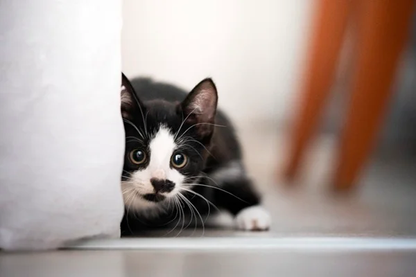 Saiba os cuidados essenciais para criar um gato filhote saudável