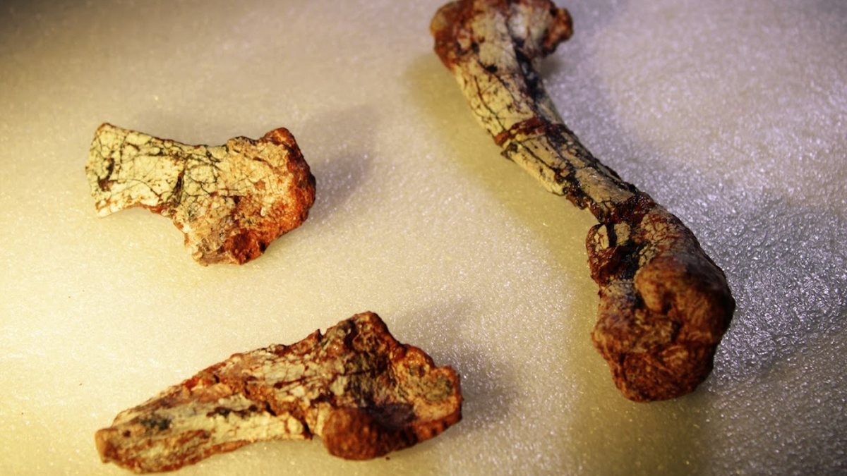 Fóssil revela animal de 240 milhões de anos que viveu antes dos dinossauros