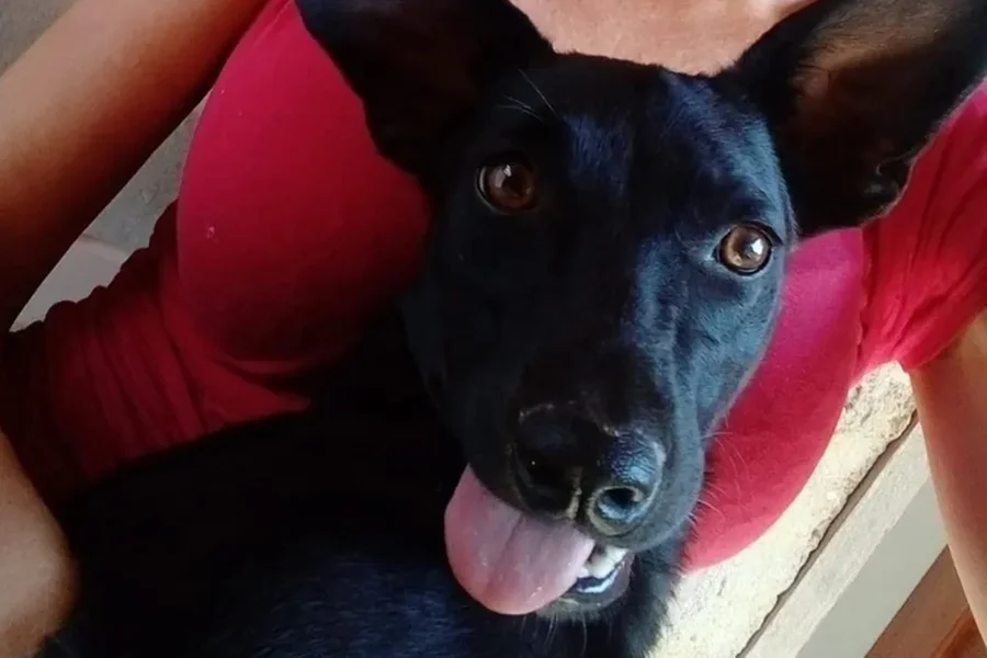 Cadela comunitária 'Pretinha' é morta a tiros no Espírito Santo