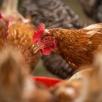 França abate 600 mil aves por gripe aviária