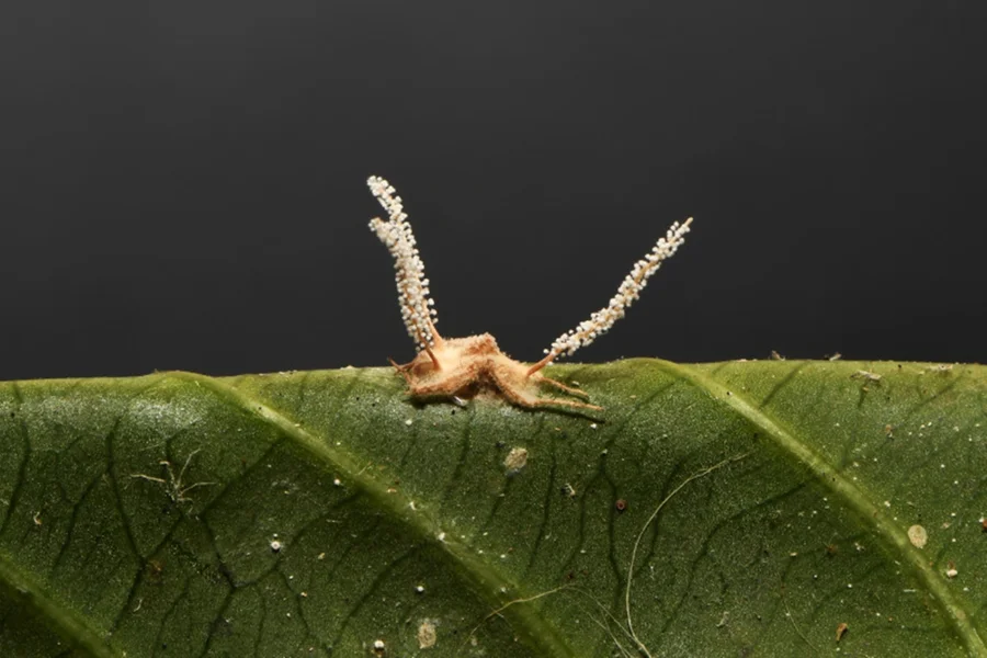 Pesquisadores encontram nova espécie de fungo 'zumbi' em aranhas brasileiras