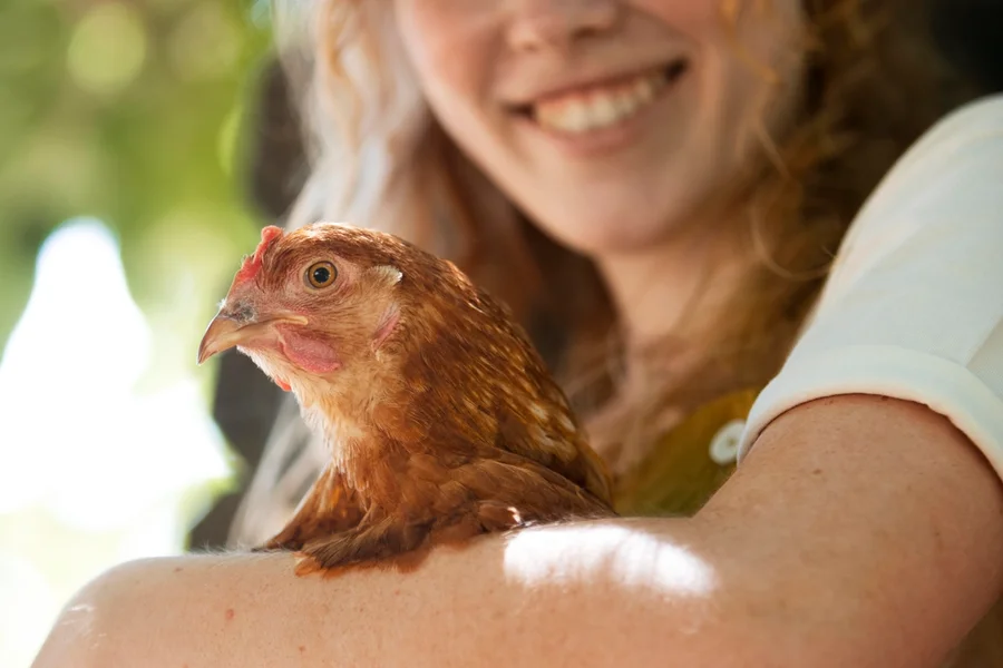 Bem-estar do animal melhora qualidade dos alimentos
