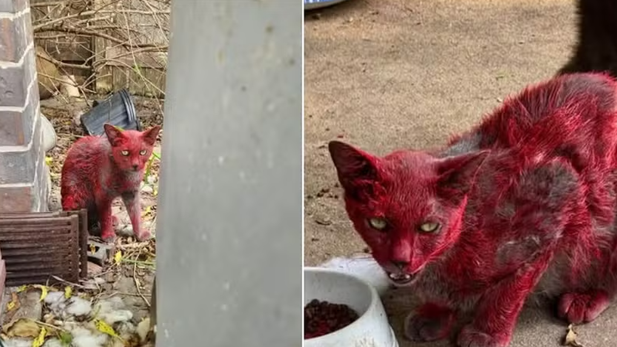 Gata de pelagem vermelha desaparece e intriga moradores no Texas
