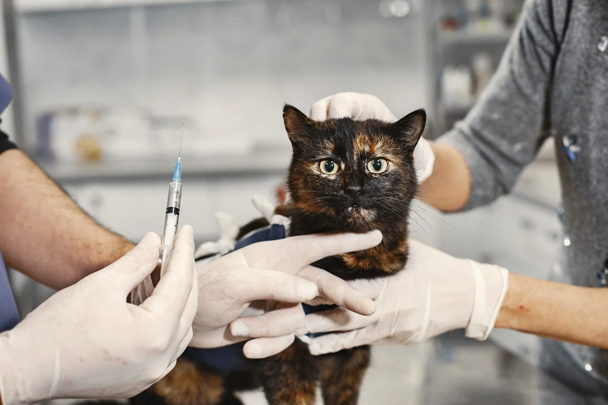 Mitos sobre gatos vira-latas podem colocar a saúde dos pets em risco