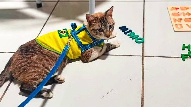Gato desaparecido em Arapiraca é achado a 600 km de distância