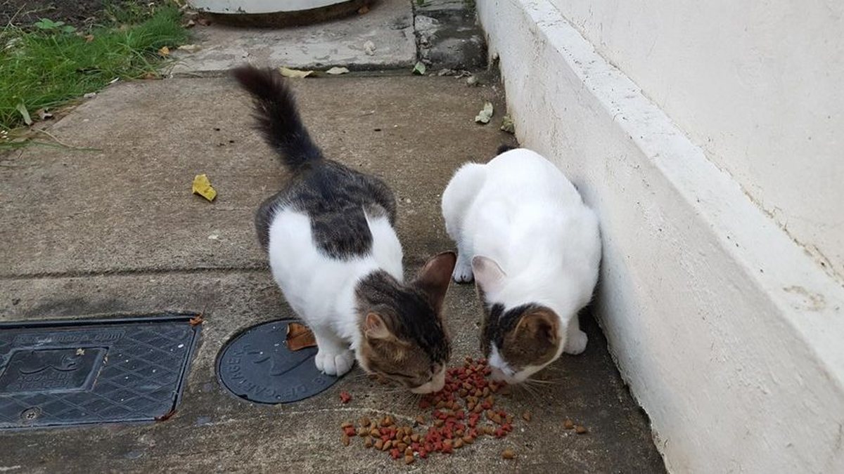 Alimentar gatos em condomínio gera condenação e indenização no DF