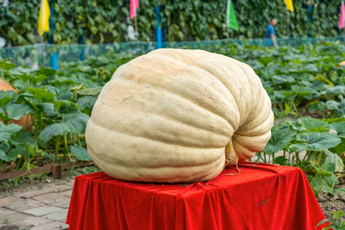 Frutas e vegetais gigantes: por que acontecem e como cultivar