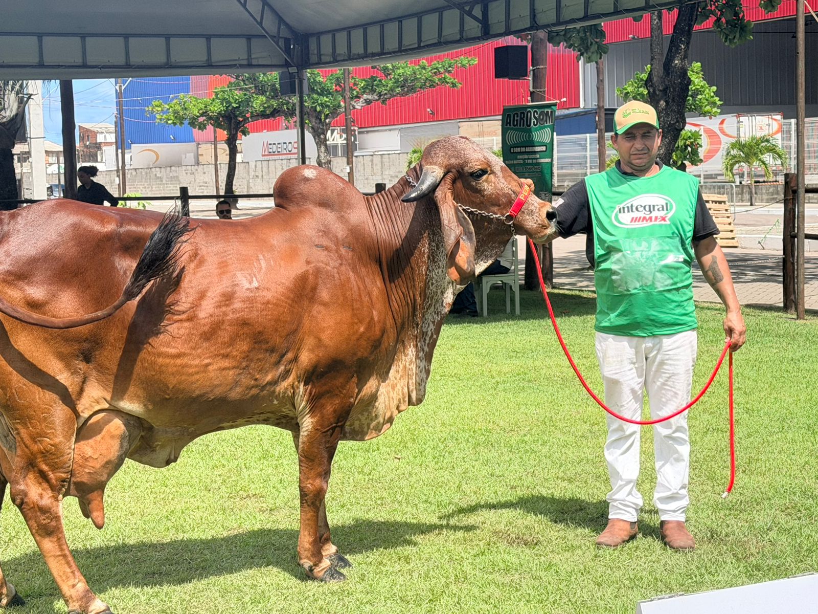 Gir Leiteiro é considerada uma das raças mais competitivas da Expoalagoas Genética